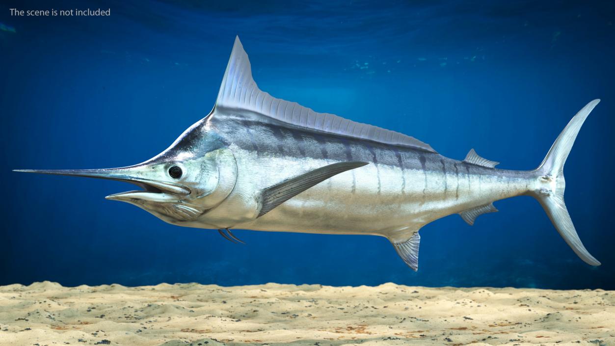 White Marlin Fish 3D