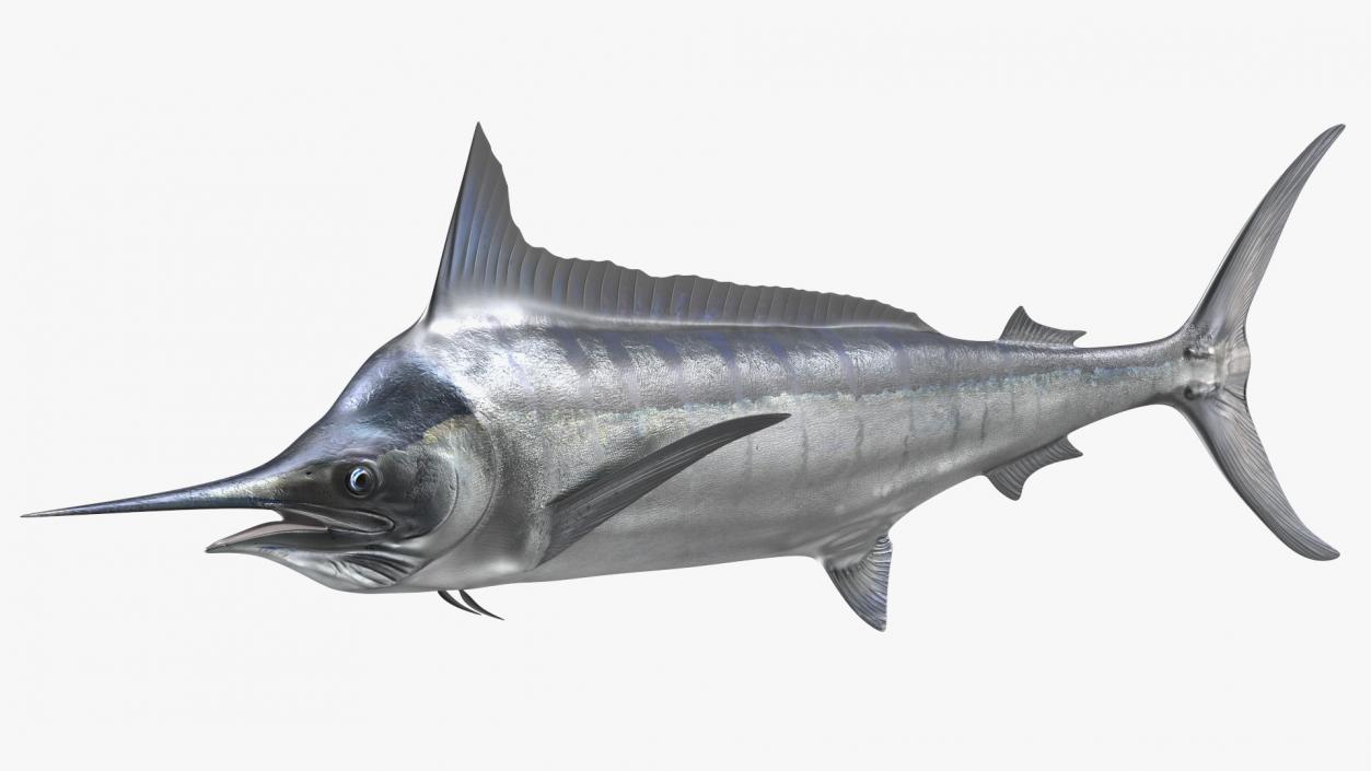 White Marlin Fish 3D