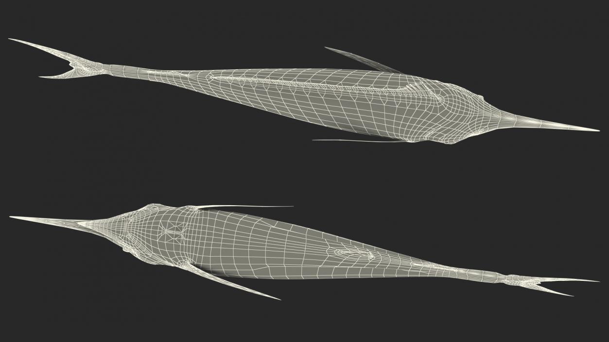 White Marlin Fish 3D