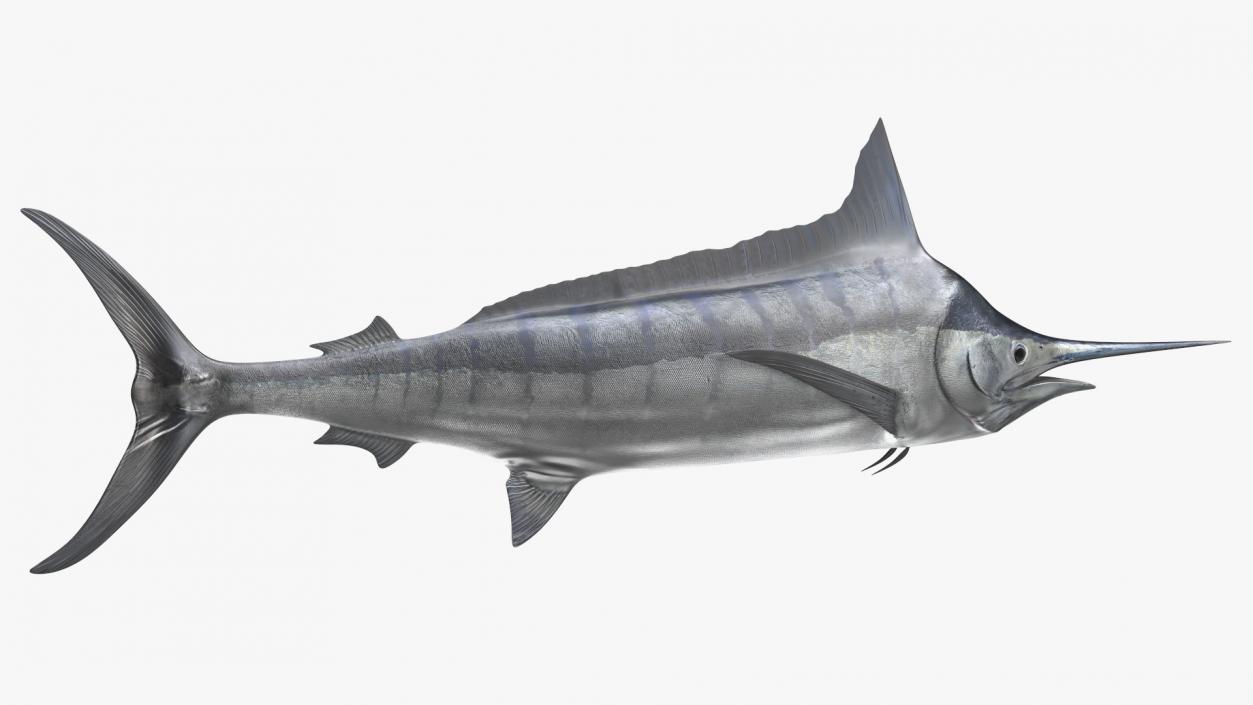 White Marlin Fish 3D