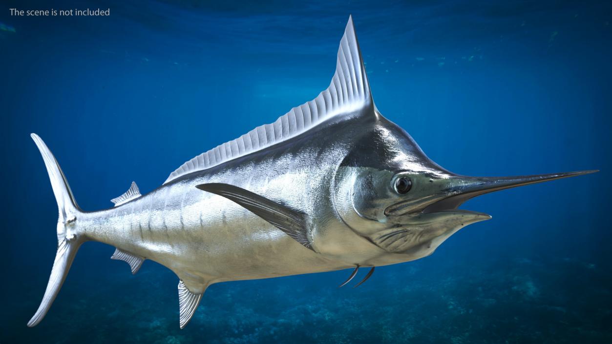 White Marlin Fish 3D