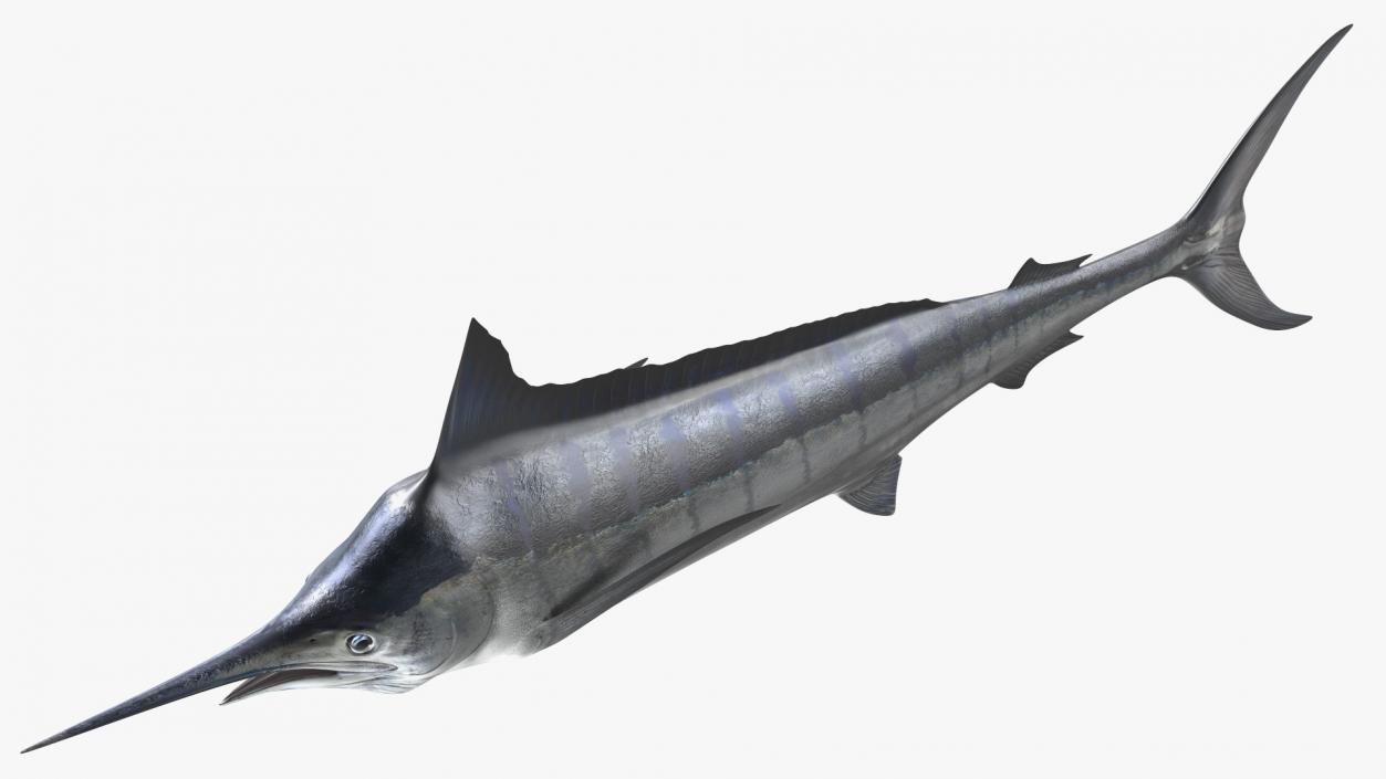 White Marlin Fish 3D