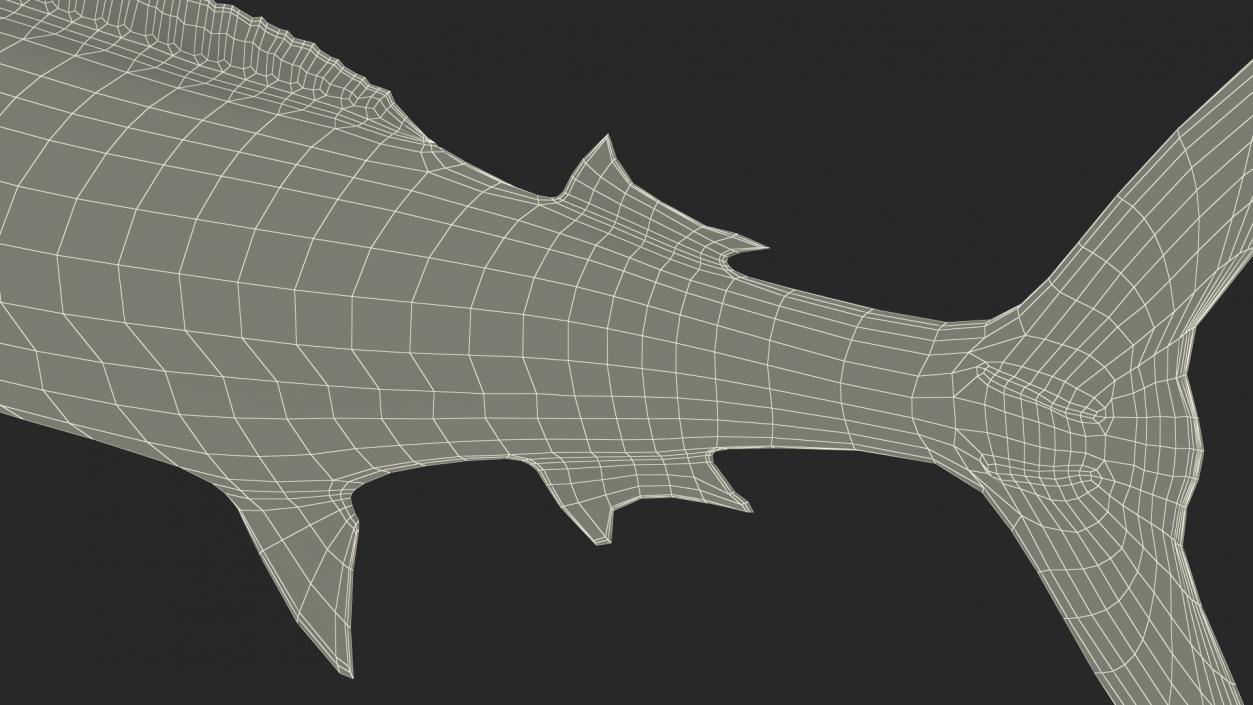 White Marlin Fish 3D