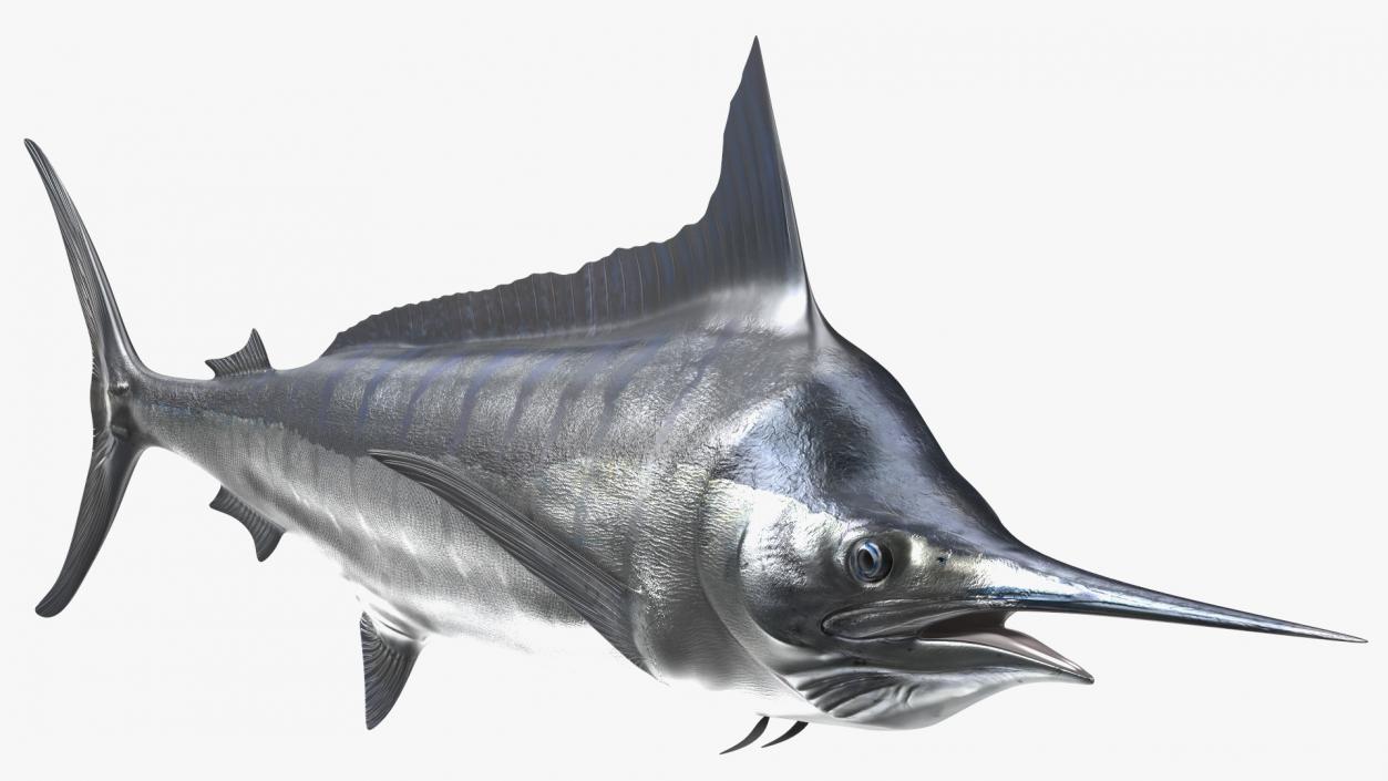 White Marlin Fish 3D