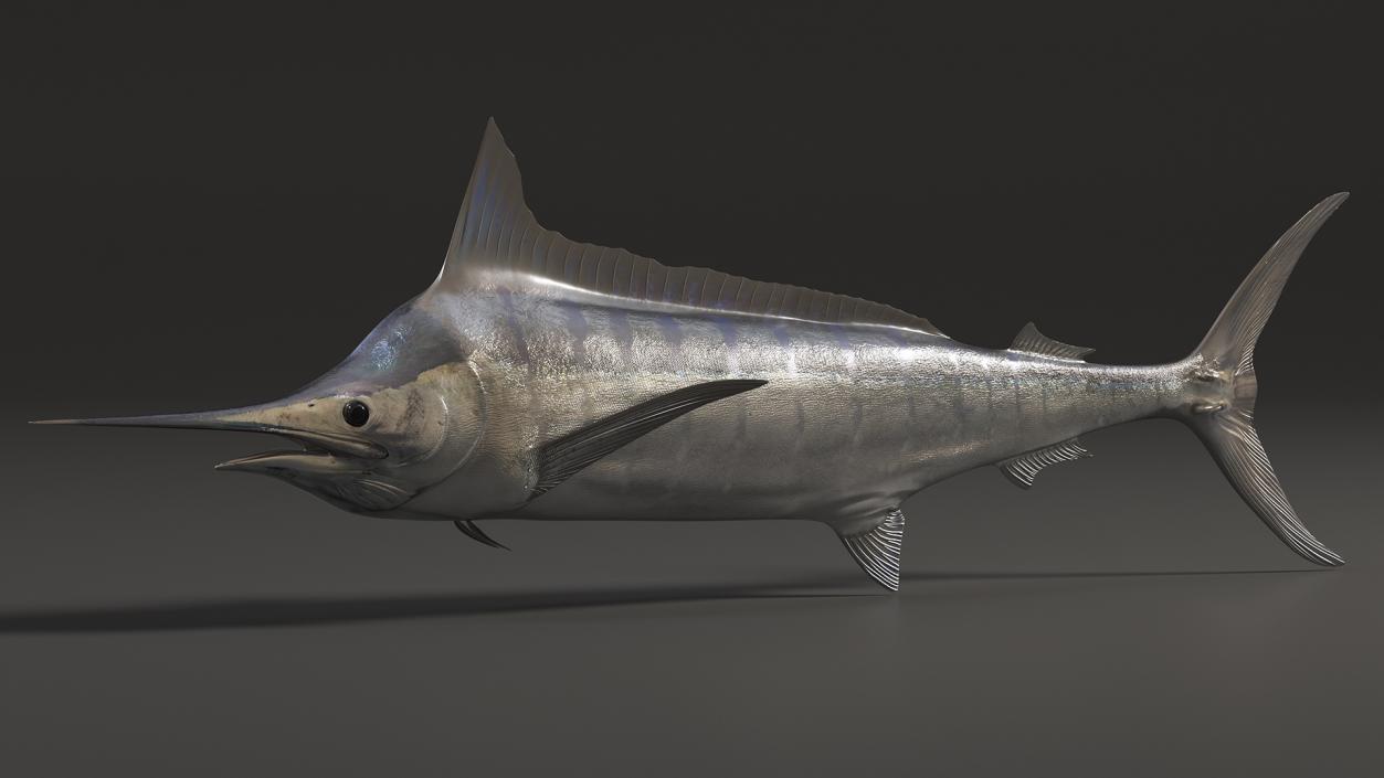 White Marlin Fish 3D