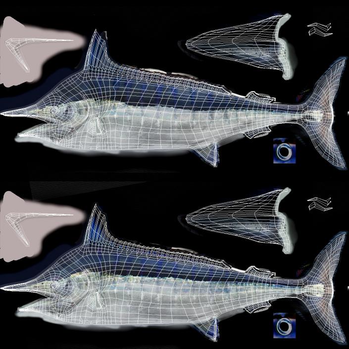 White Marlin Fish 3D