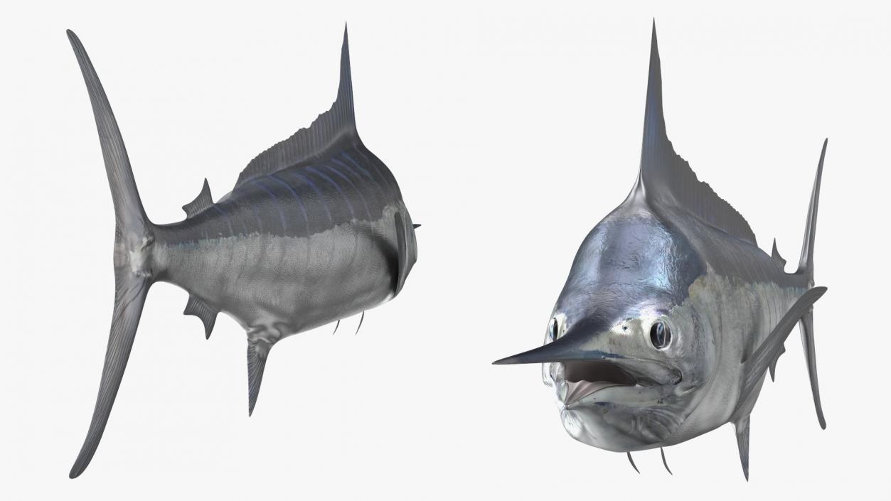 White Marlin Fish 3D