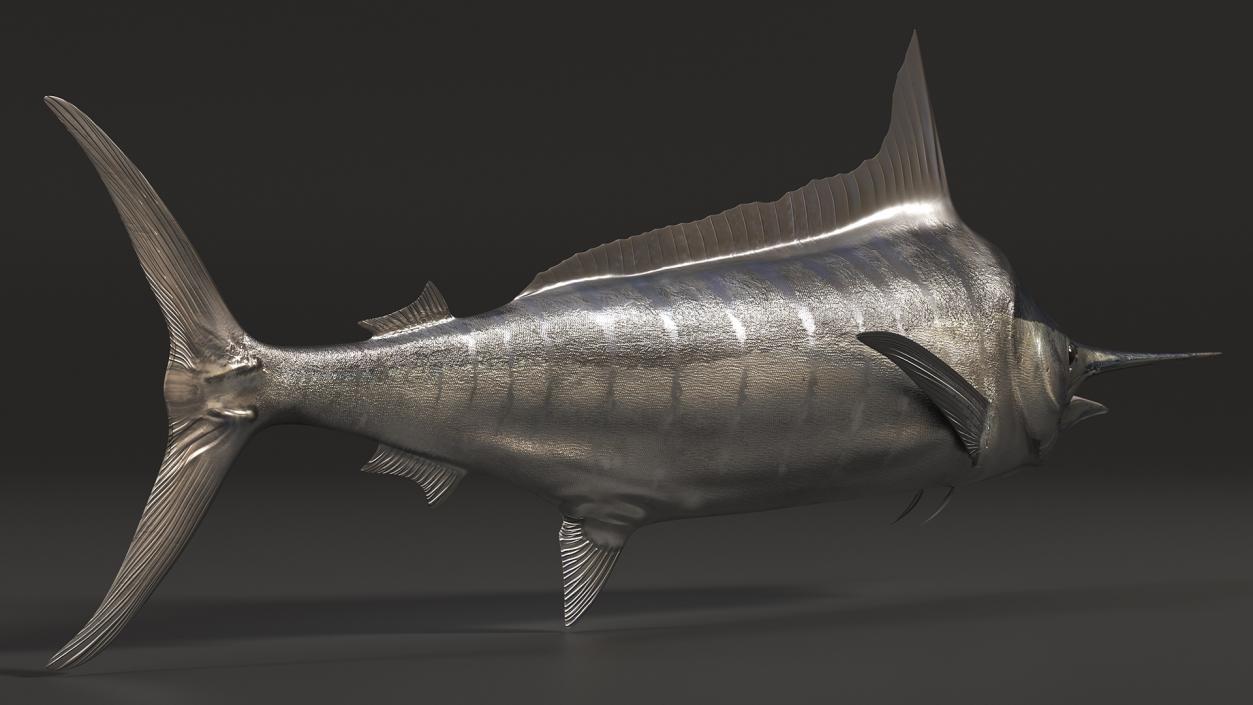 White Marlin Fish 3D