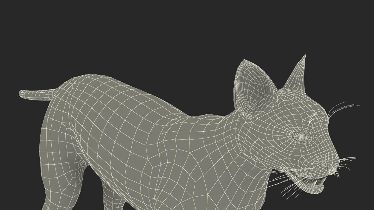 3D Caracal Fur Rigged model