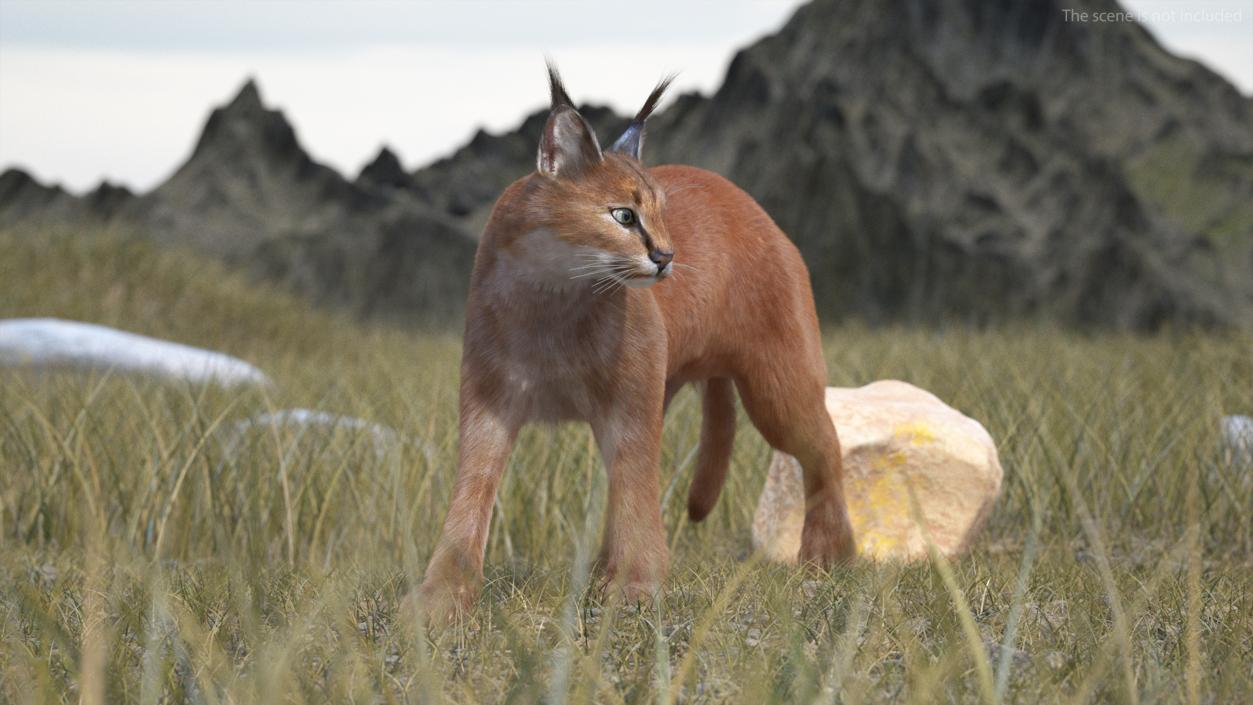 3D Caracal Fur Rigged model