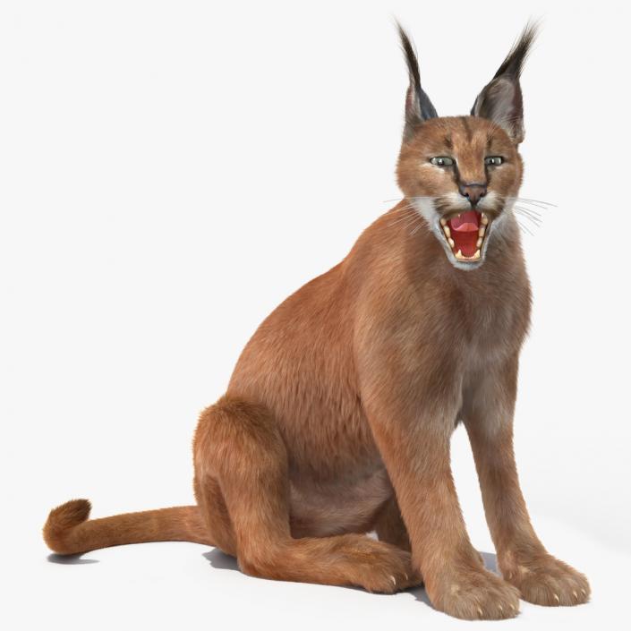 3D Caracal Fur Rigged model