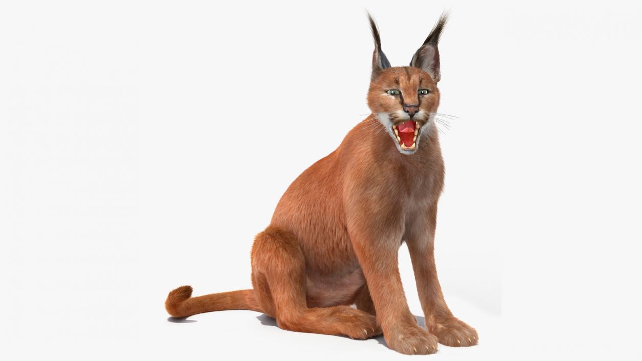 3D Caracal Fur Rigged model