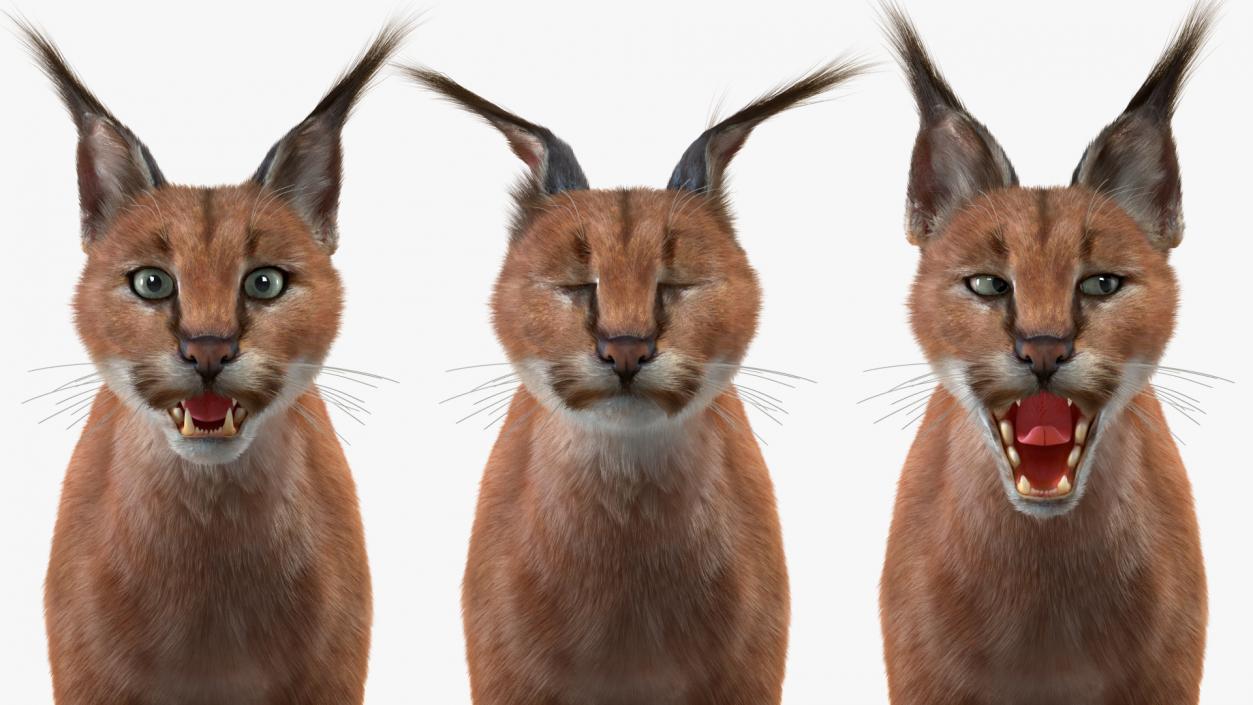 3D Caracal Fur Rigged model