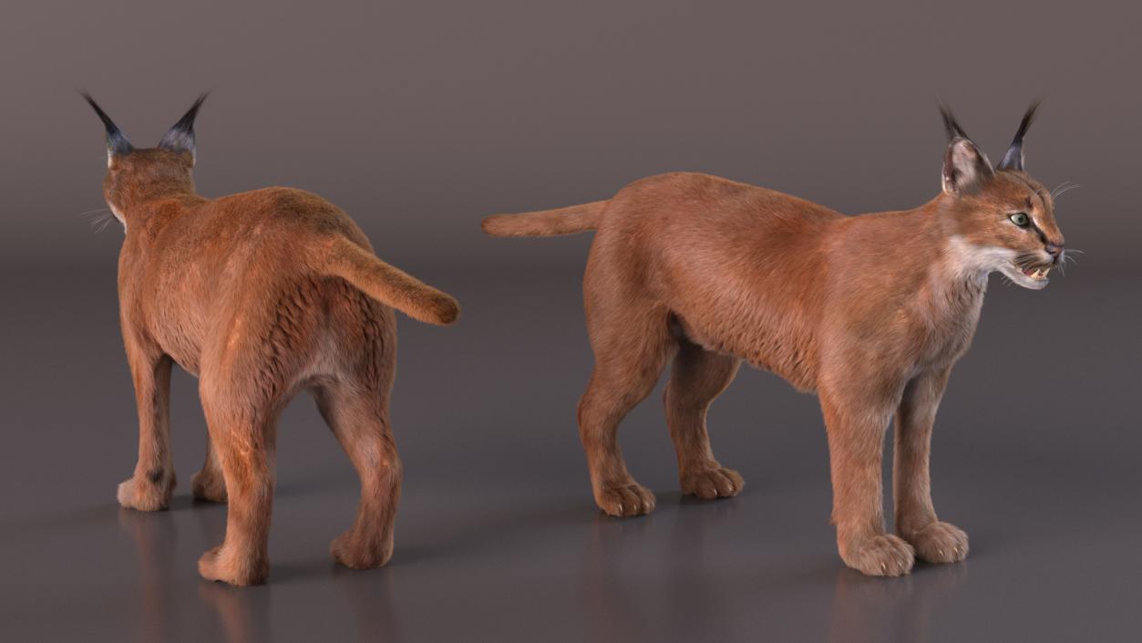 3D Caracal Fur Rigged model