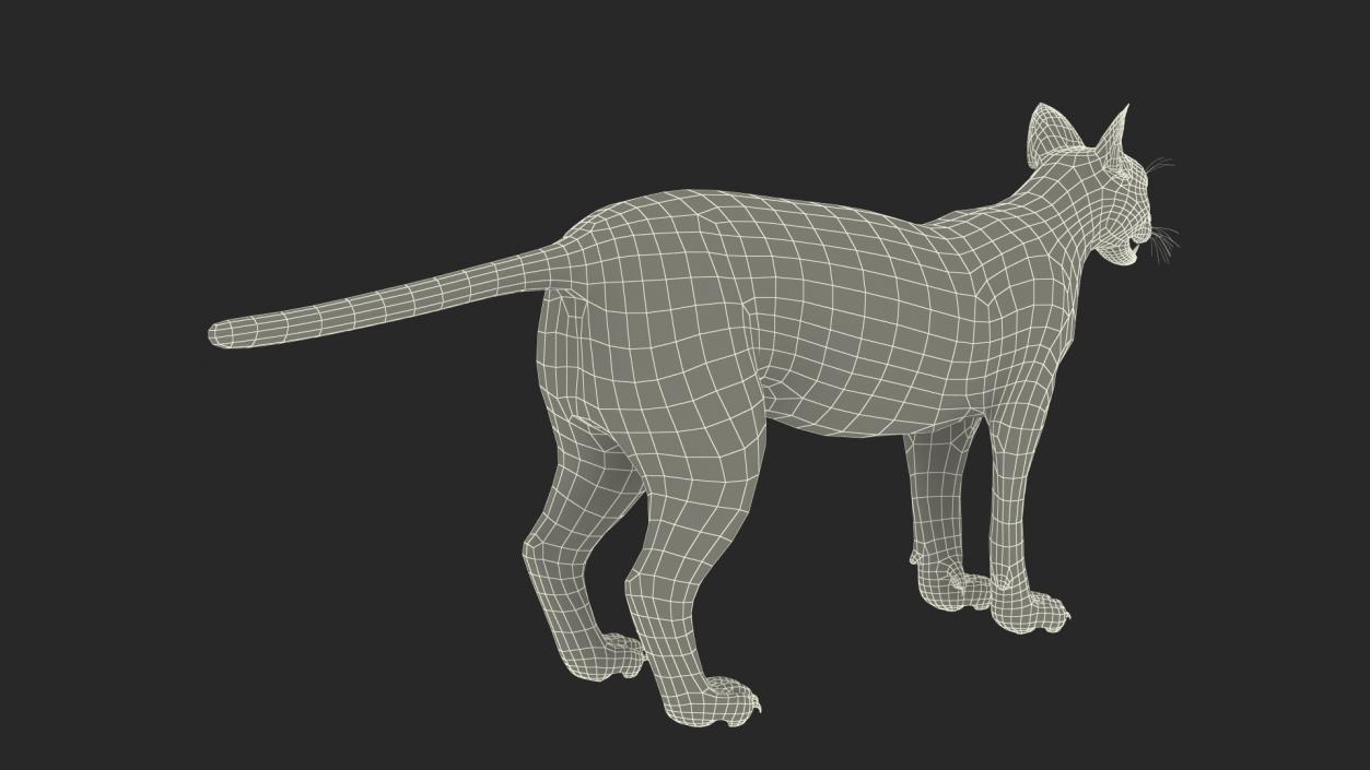 3D Caracal Fur Rigged model