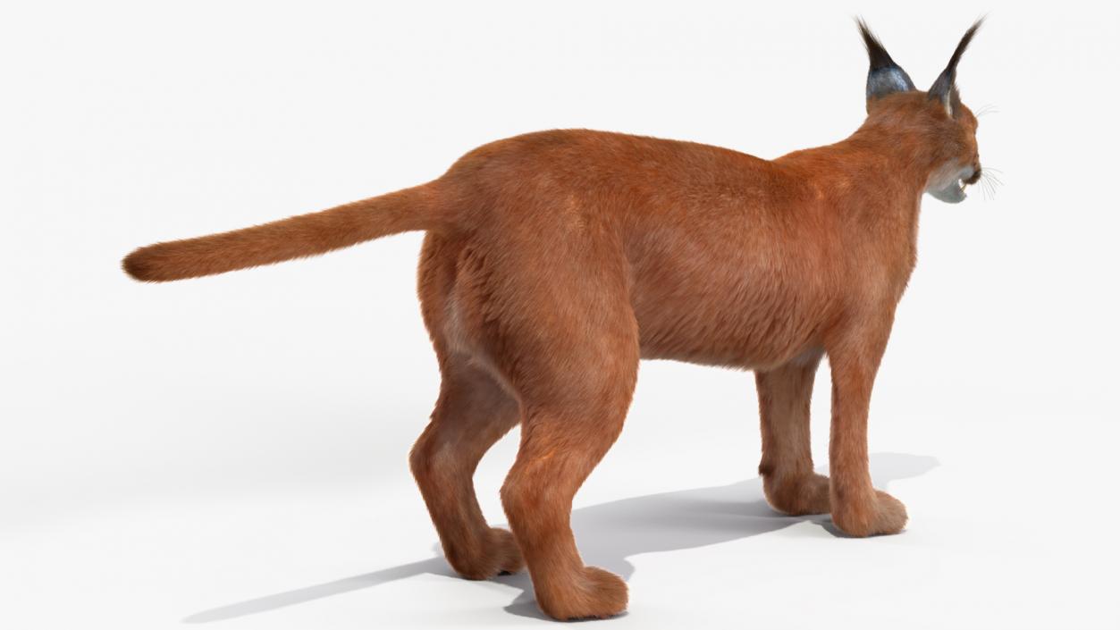 3D Caracal Fur Rigged model