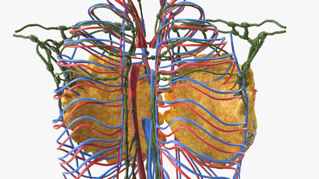 3D Female Breast Anatomy