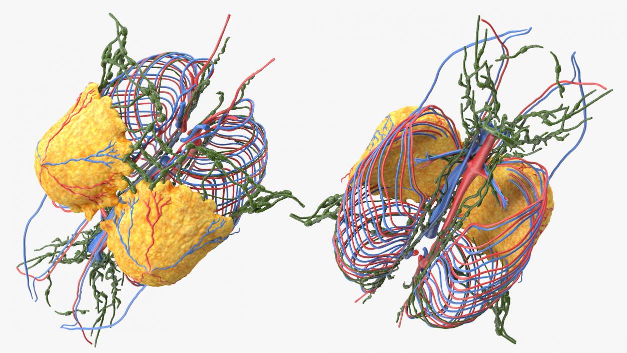 3D Female Breast Anatomy