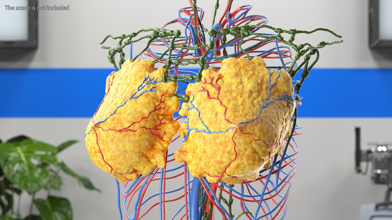 3D Female Breast Anatomy