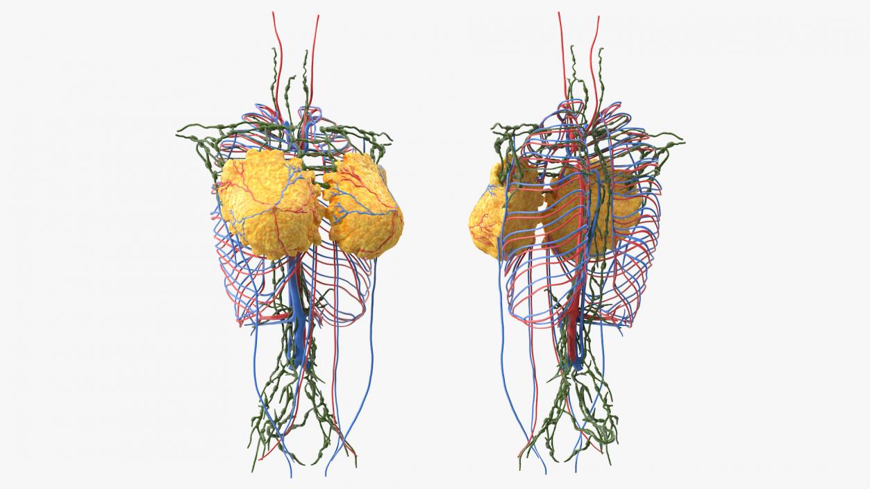 3D Female Breast Anatomy