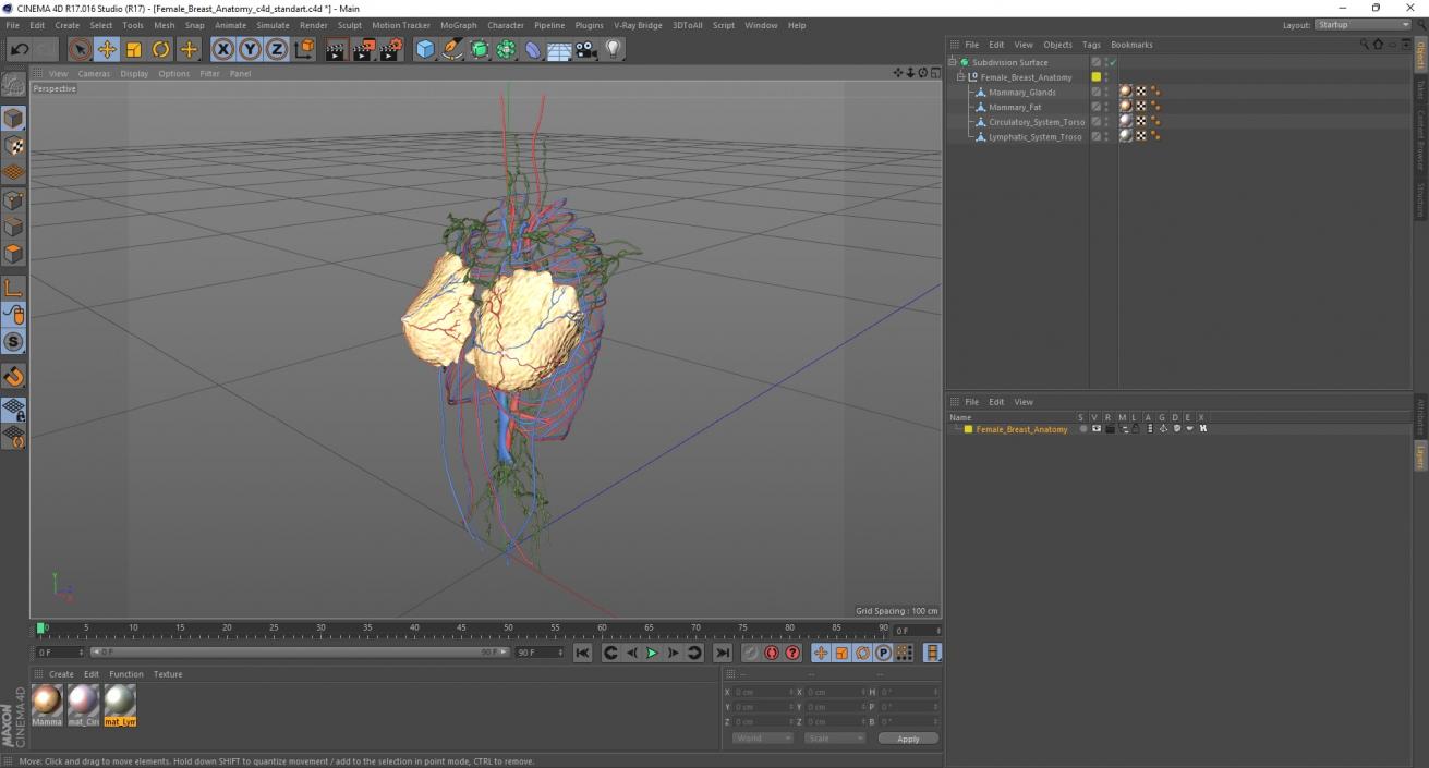 3D Female Breast Anatomy