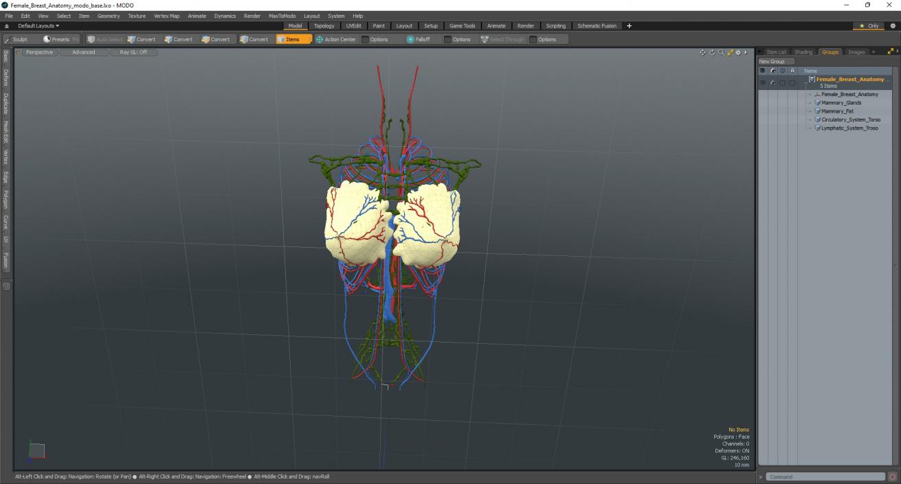 3D Female Breast Anatomy