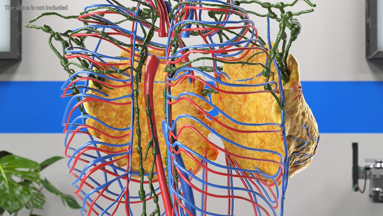 3D Female Breast Anatomy