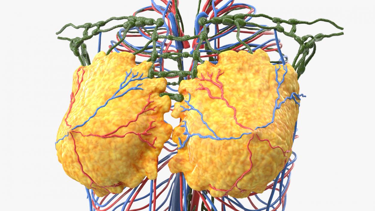 3D Female Breast Anatomy