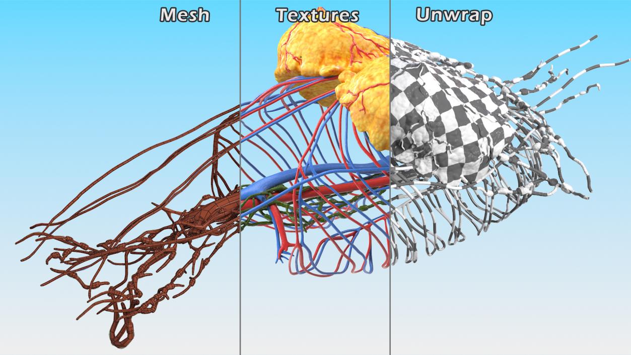 3D Female Breast Anatomy