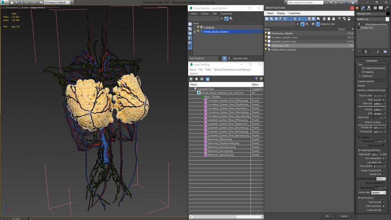 3D Female Breast Anatomy