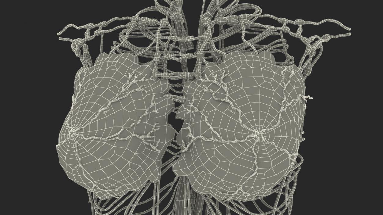 3D Female Breast Anatomy