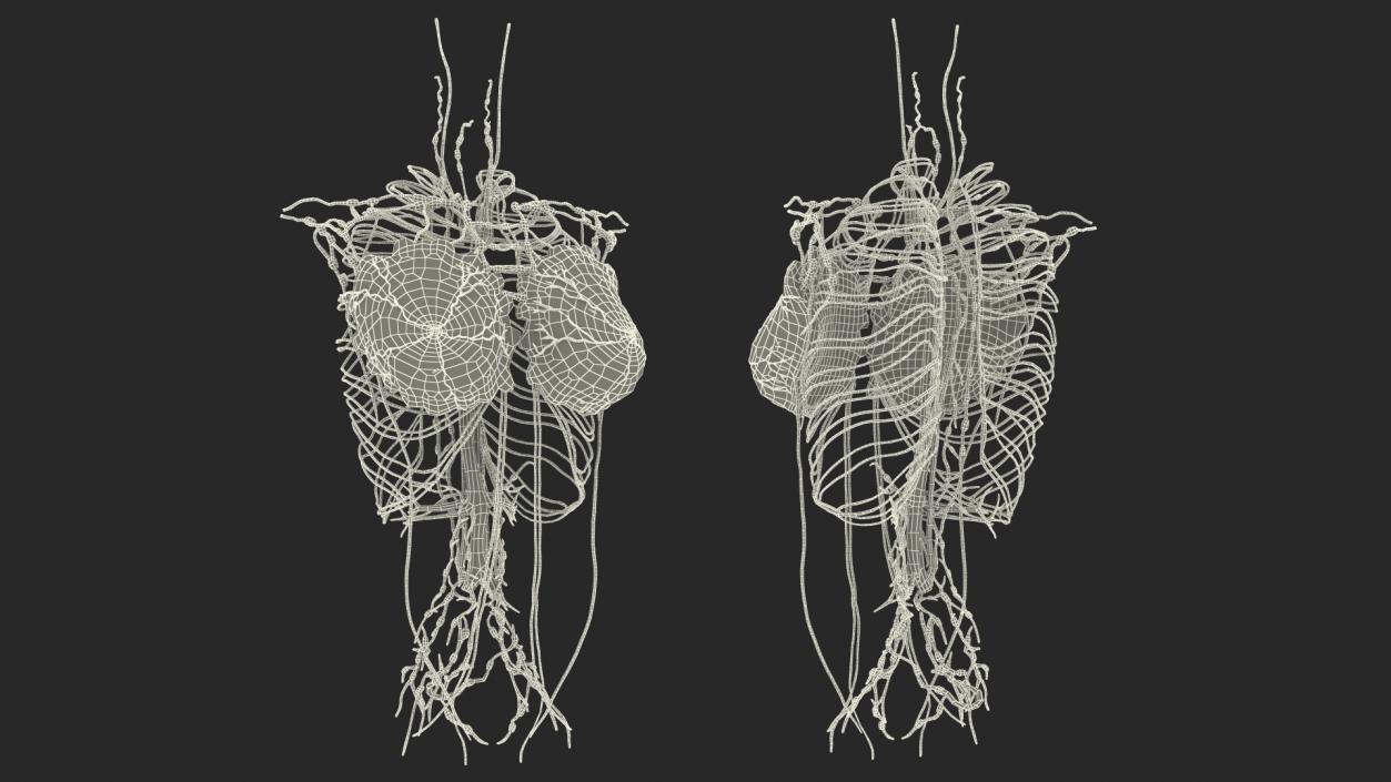 3D Female Breast Anatomy