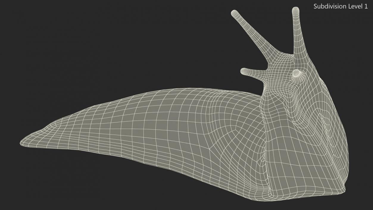 Slug Arion Fuscus Reaching Up 3D model