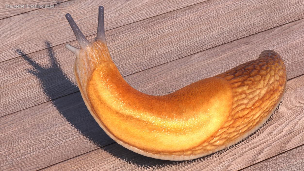 Slug Arion Fuscus Reaching Up 3D model