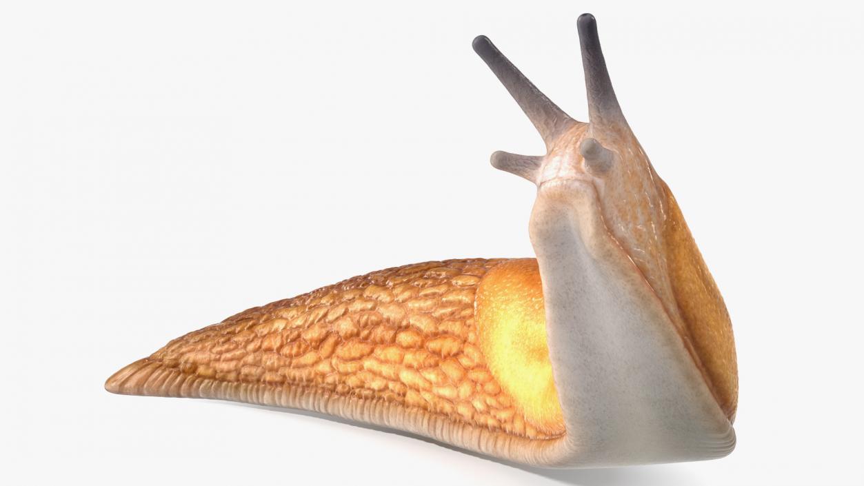 Slug Arion Fuscus Reaching Up 3D model