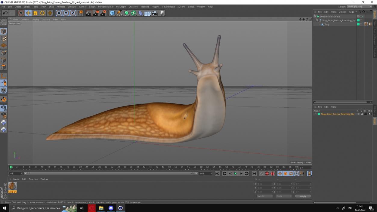 Slug Arion Fuscus Reaching Up 3D model