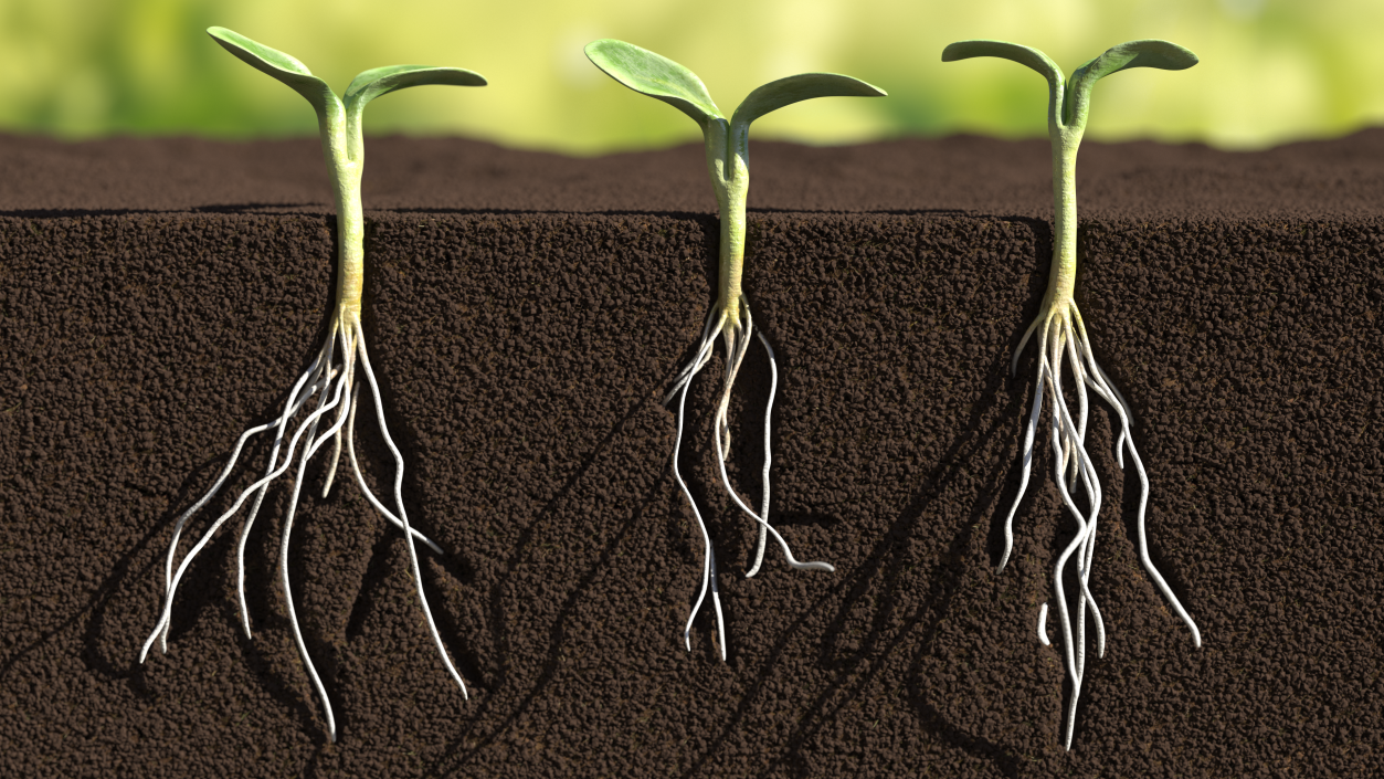 3D Sprout Roots Set