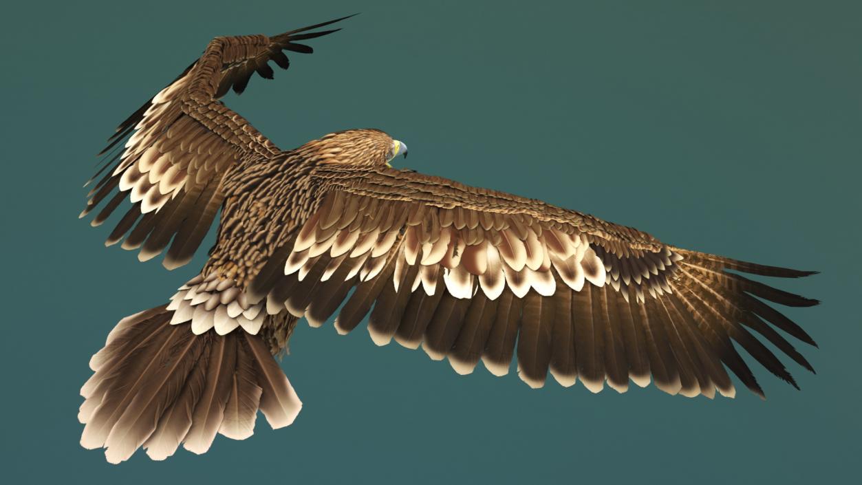 3D Realistic Imperial Eagle Rigged