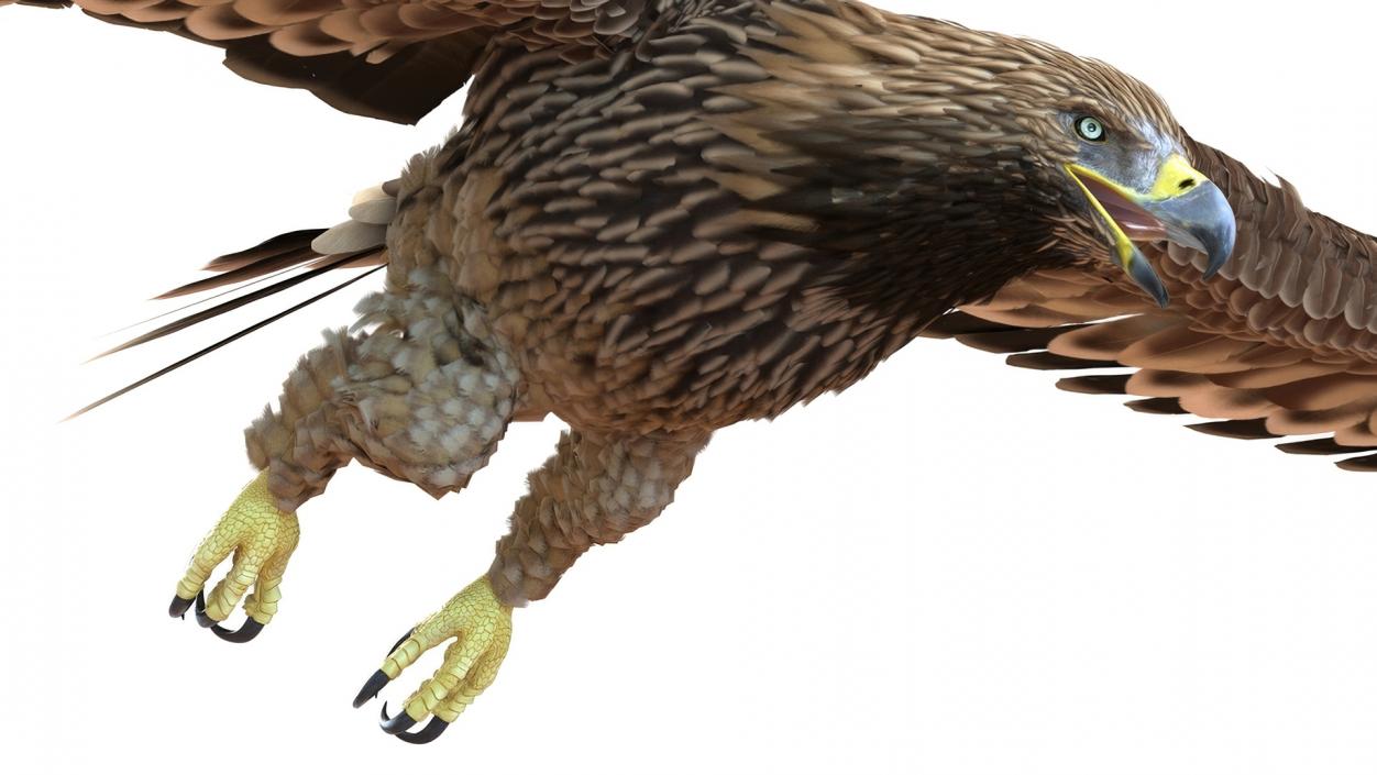 3D Realistic Imperial Eagle Rigged