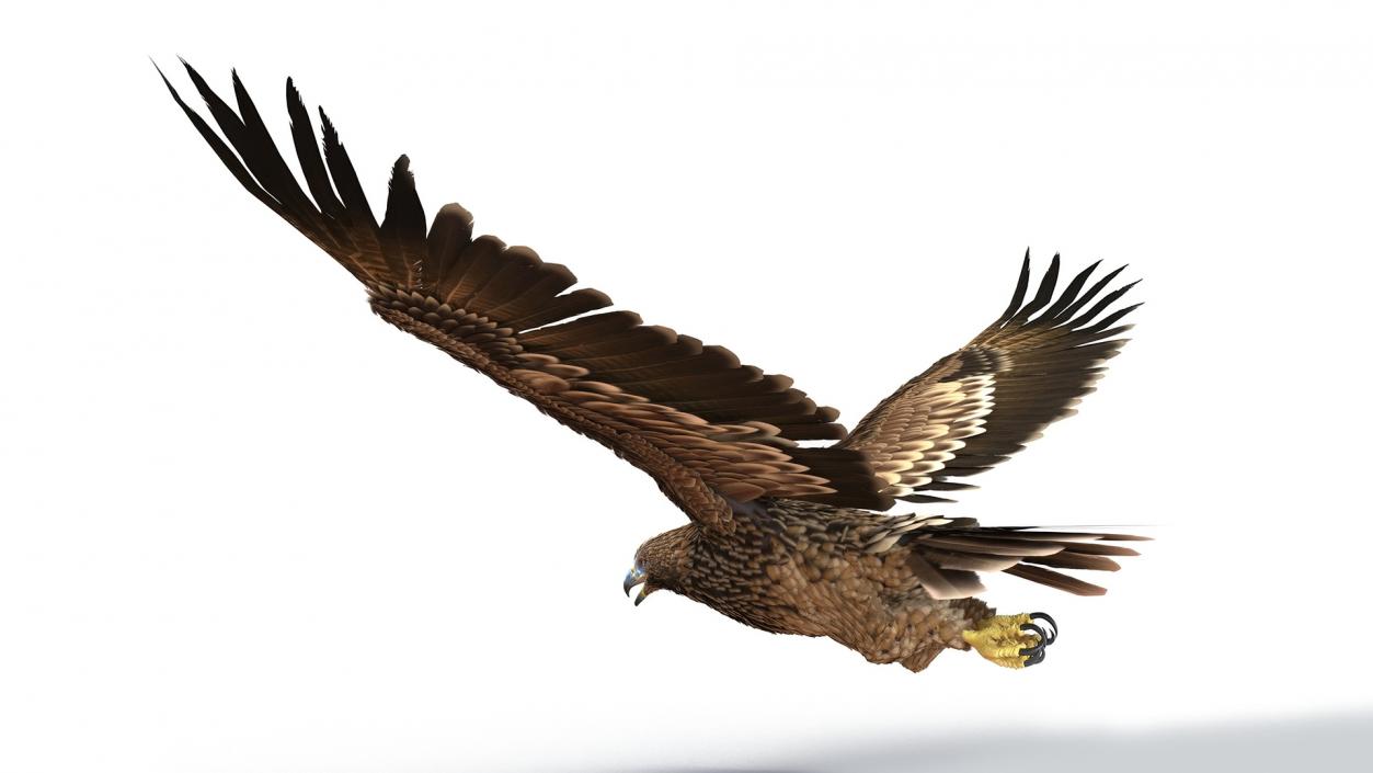 3D Realistic Imperial Eagle Rigged