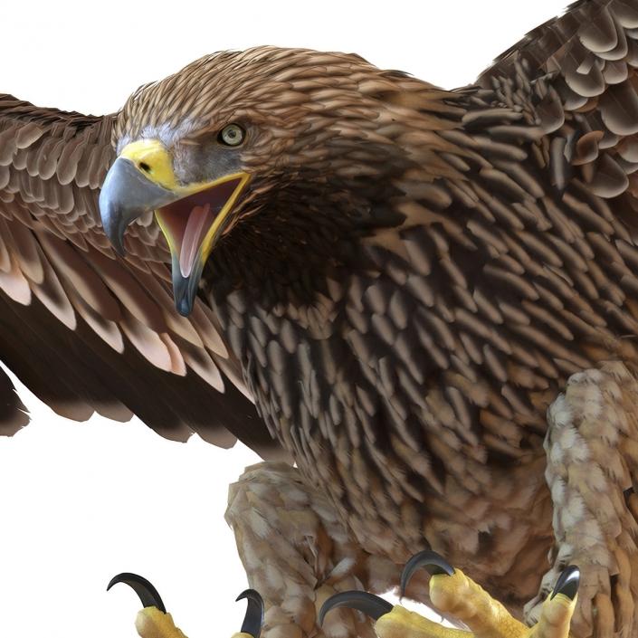 3D Realistic Imperial Eagle Rigged