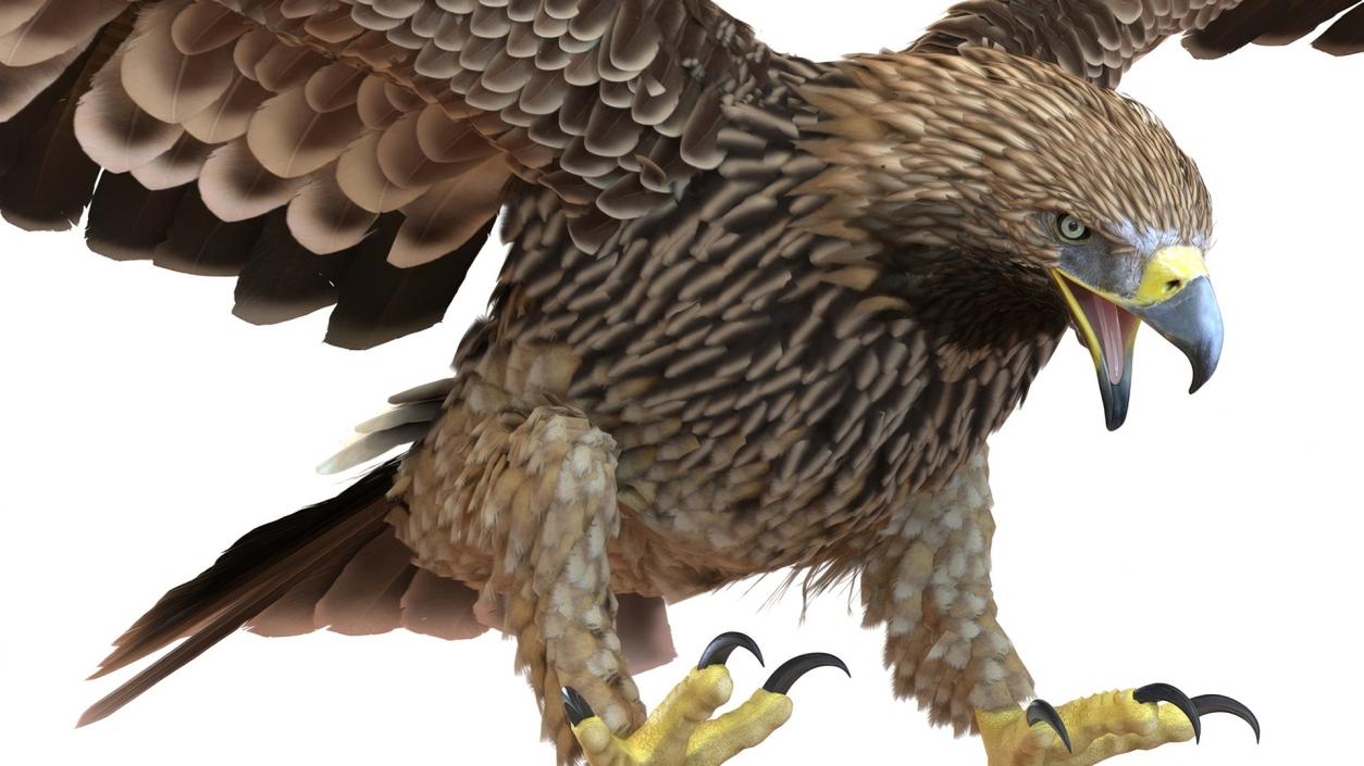 3D Realistic Imperial Eagle Rigged