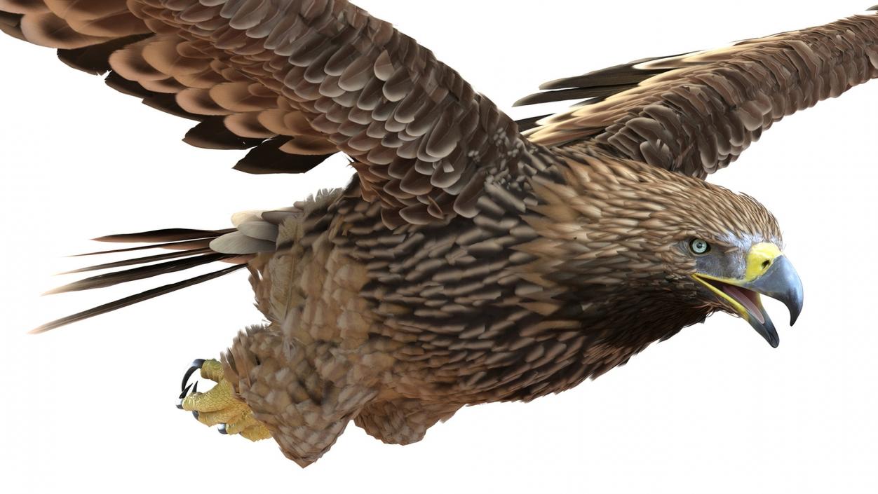 3D Realistic Imperial Eagle Rigged