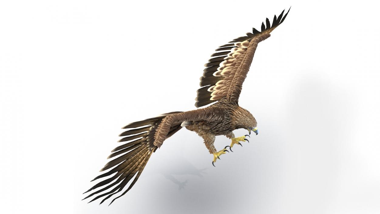 3D Realistic Imperial Eagle Rigged