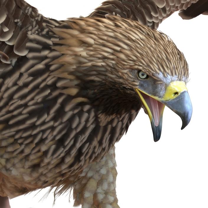 3D Realistic Imperial Eagle Rigged