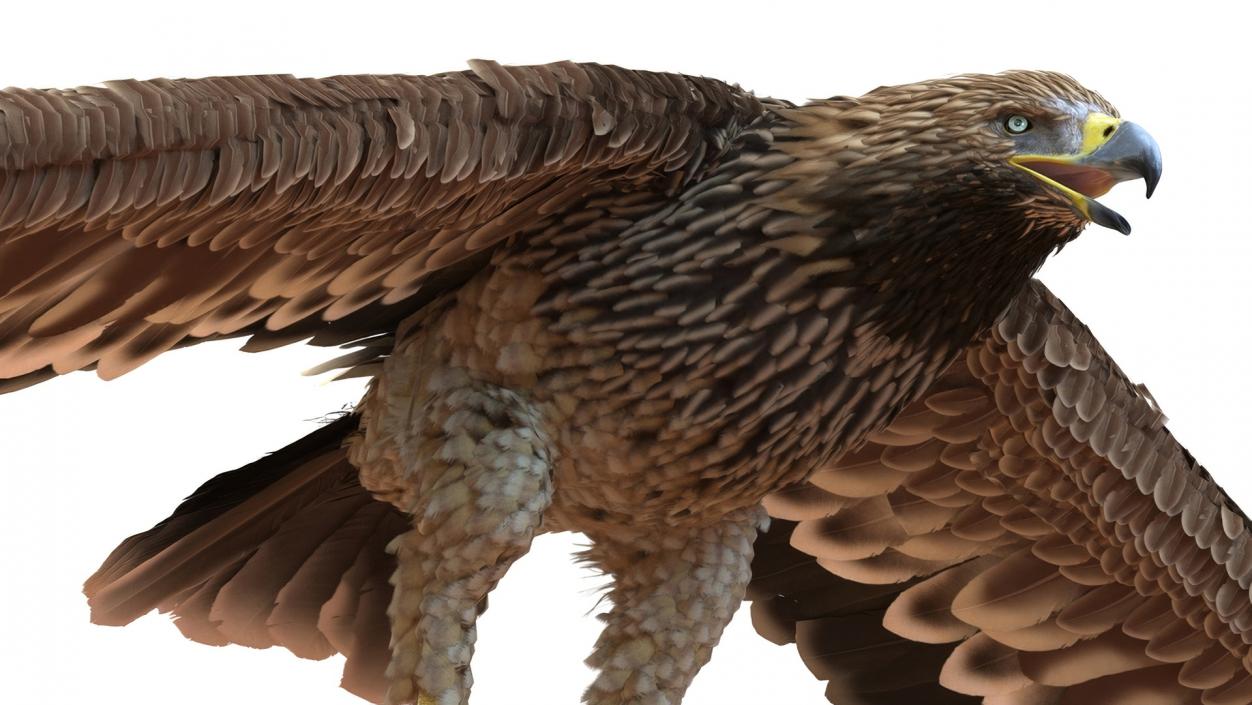 3D Realistic Imperial Eagle Rigged