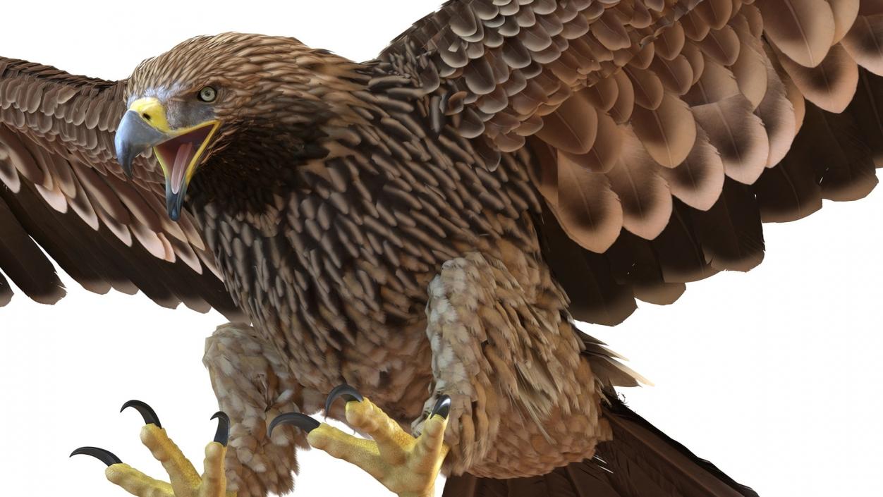 3D Realistic Imperial Eagle Rigged