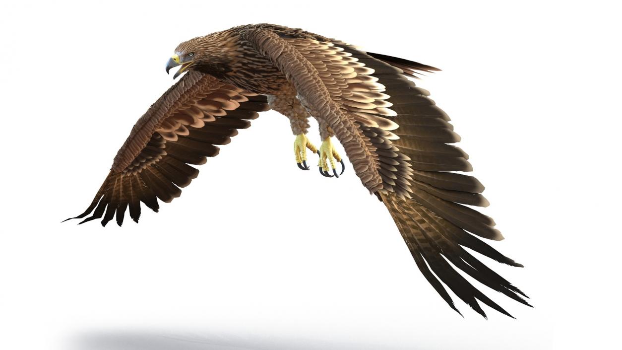 3D Realistic Imperial Eagle Rigged