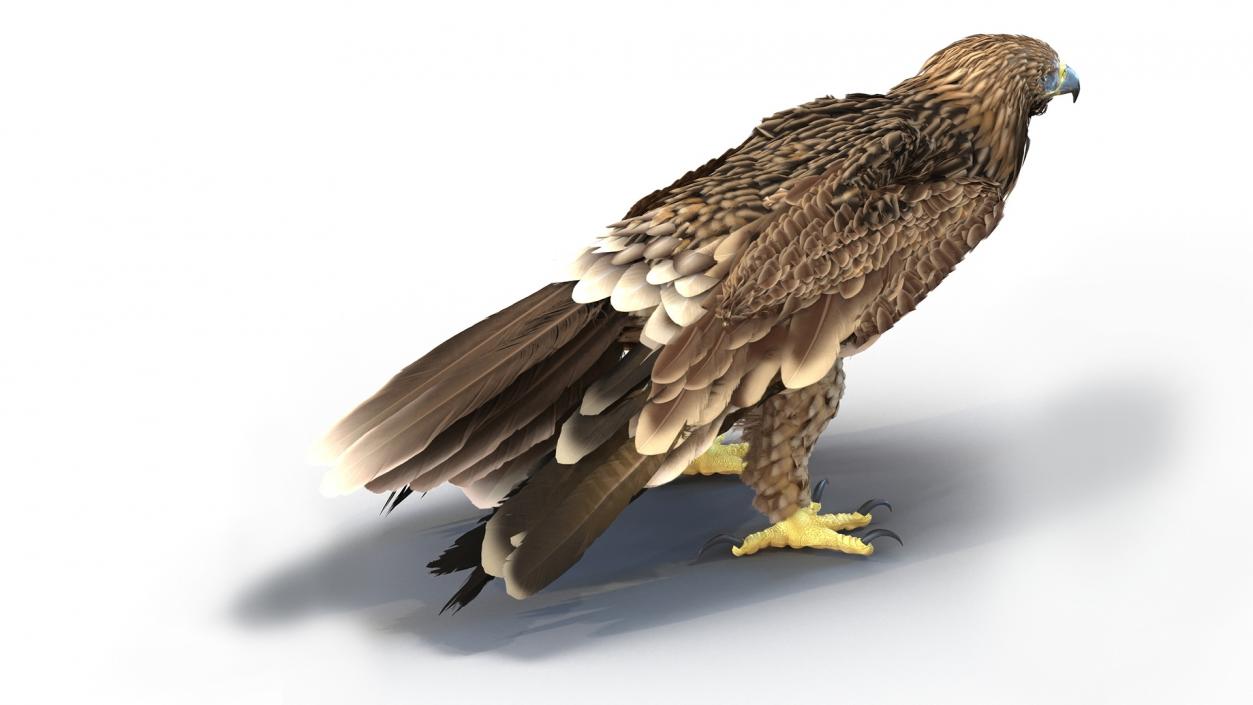 3D Realistic Imperial Eagle Rigged