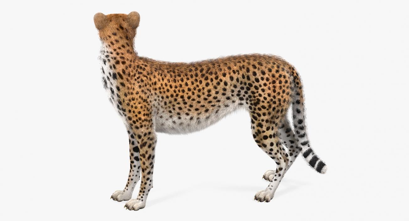 3D Cheetah Looking Around with Fur